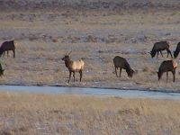 elk2006-540x405.jpg Image