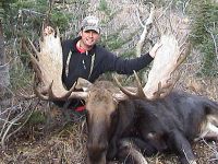 moose1-540x405.jpg Image